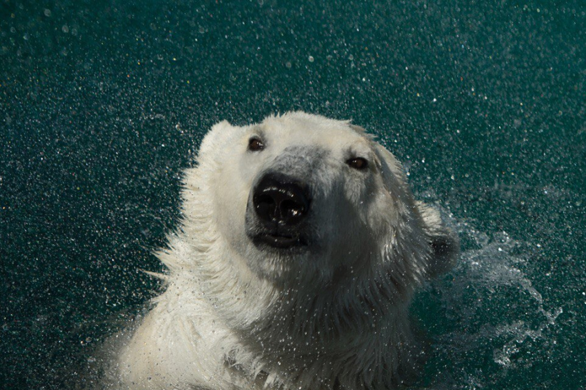 Белых медведей в Ростове спасают от жары мороженым и бассейном с ледяной водой