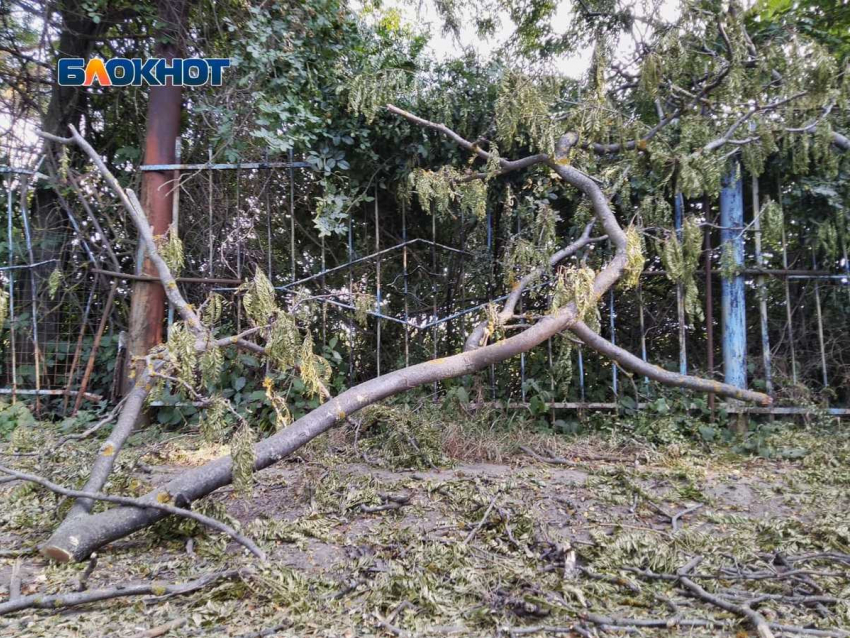 В Ростове  девять из десяти деревьев опасны для окружающих