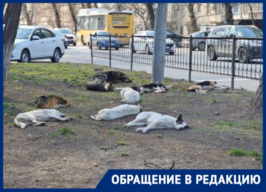 В Ростове жители Нариманова ходят с электрошокерами от стаи бродячих собак