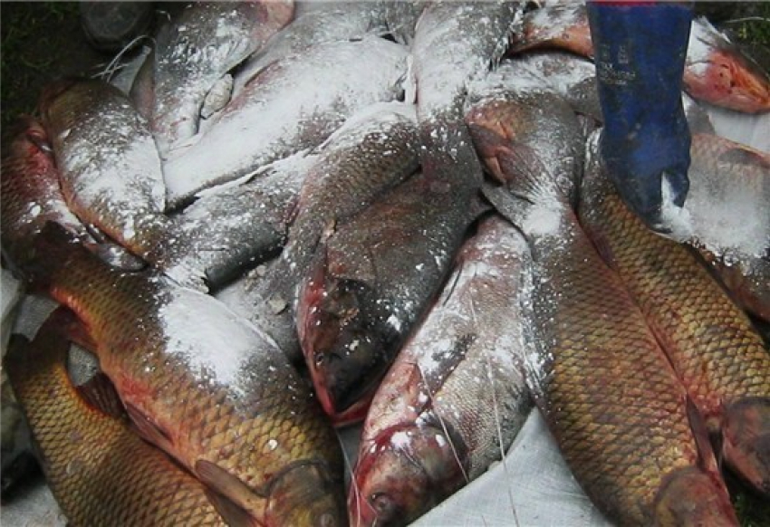 В Ростовской области 700 килограмм рыбы мужчина выменял на картофель
