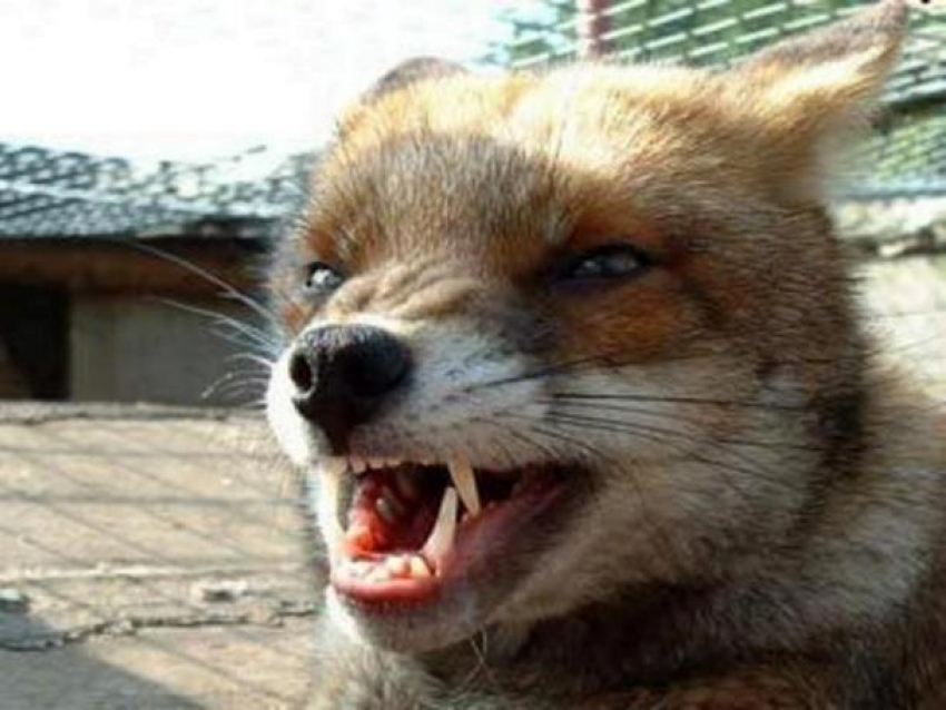 Бешеная лиса покусала дворовую собаку в Донецке
