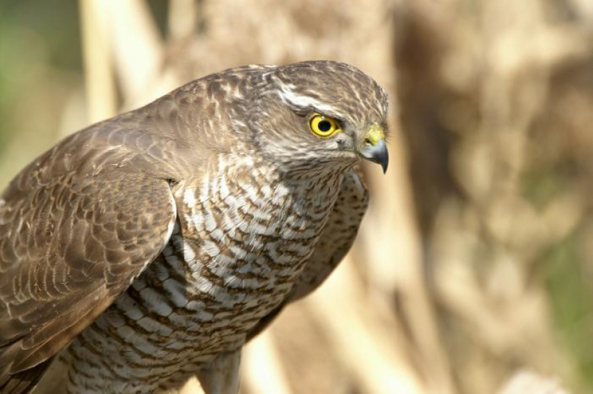 В ростовский аэропорт поступили «на службу» два пернатых защитника