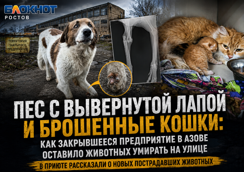 Пес с вывернутой лапой и брошенные кошки: как закрывшееся предприятие в Азове оставило животных умирать на улице