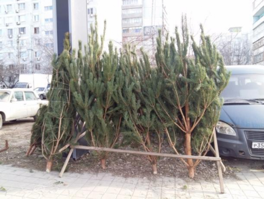 Запрещенные новогодние ёлки обнаружили в Ростове