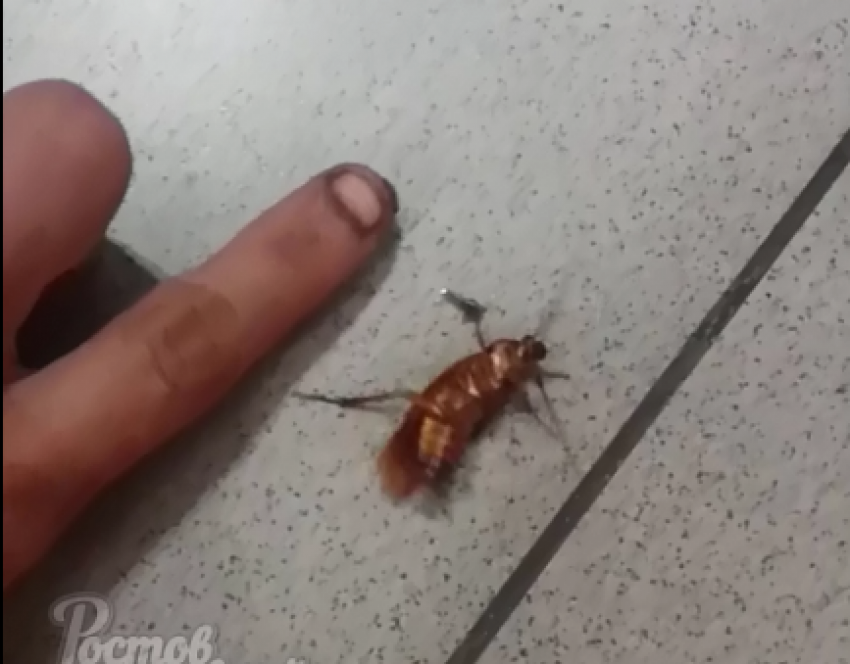 В Ростовском магазине обнаружили огромного таракана, размером с фалангу пальца