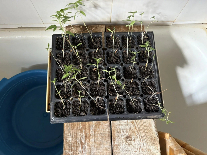 Пожилой дончанин держал плантацию конопли «для лечения» артрита и попался полиции