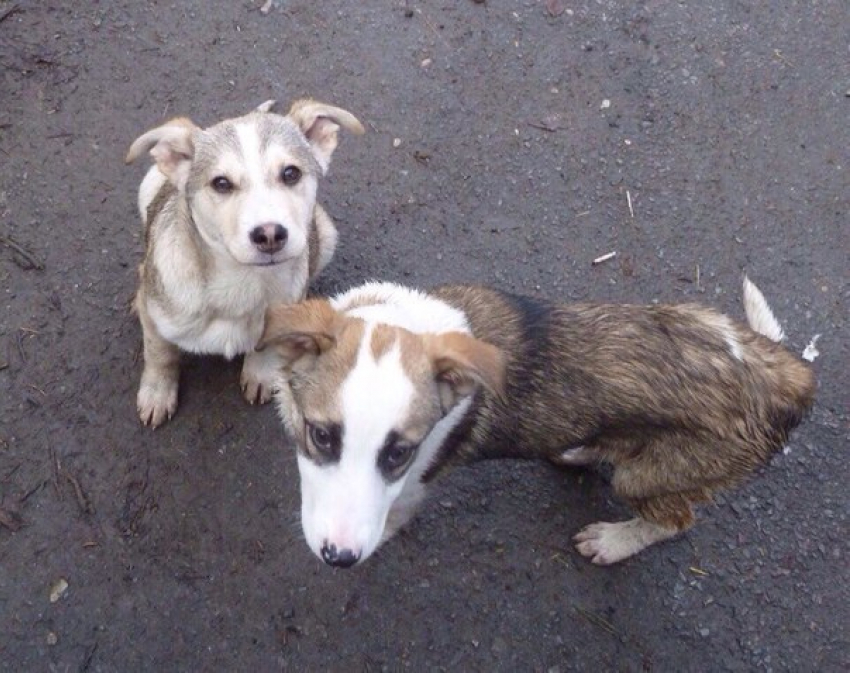 Зоофил из Ростова подыскивал щенка для сексуальных утех