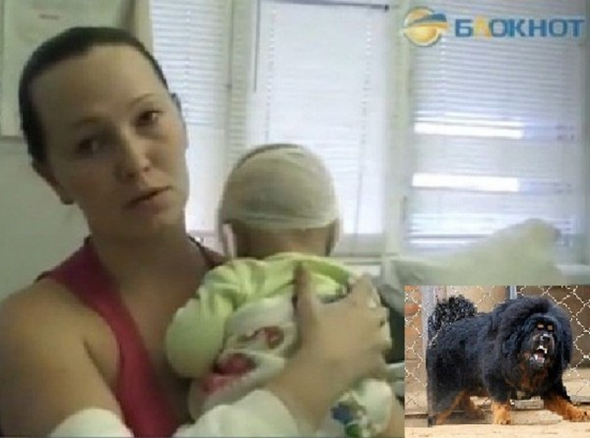 В Ростове возбуждено дело в отношении заводчиков мастифов, чьи собаки напали на прохожих