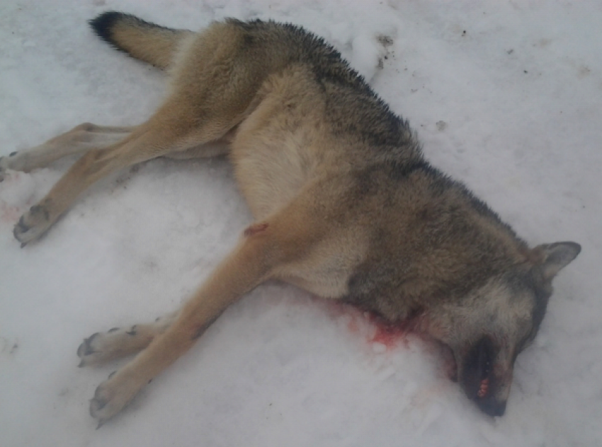 В Ростовской области дикий волк напал на троих человек