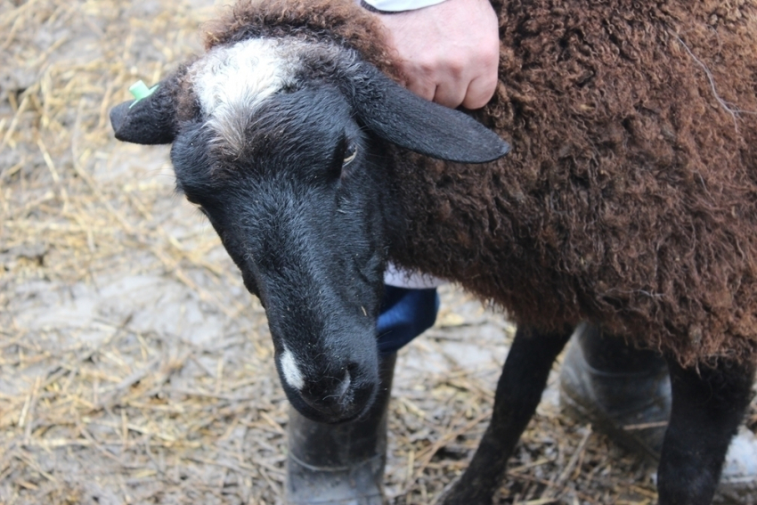120 овец из Дагестана задержали на Дону