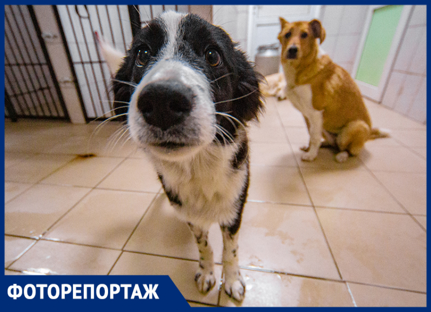 Хочется помочь им всем: как живет и работает центр «Собачий Патруль», где ежегодно стерилизуют более 2,5 тысяч собак