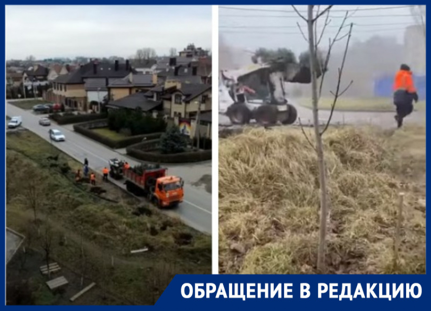 Сотрудники администрации Ростова случайно высадили елки, а потом выкопали их обратно