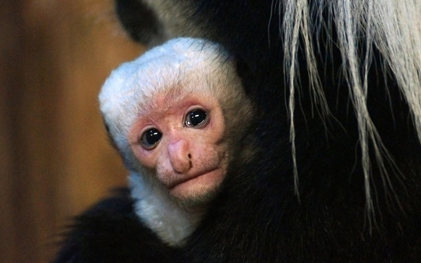 В зоопарках Кубани обезьяны рисуют открытки и готовят трюки к Новому году
