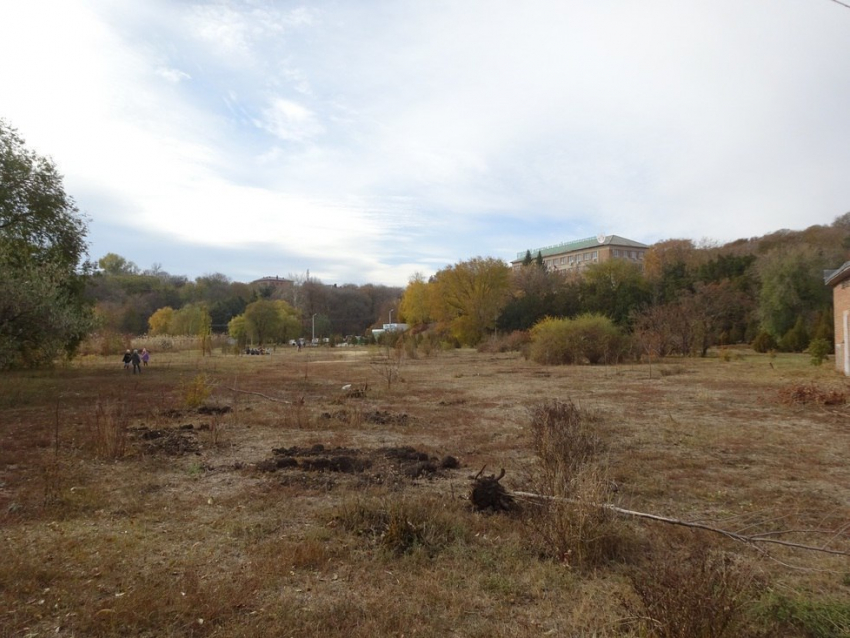 В Ростове в Ботаническом саду погибли молодые деревья