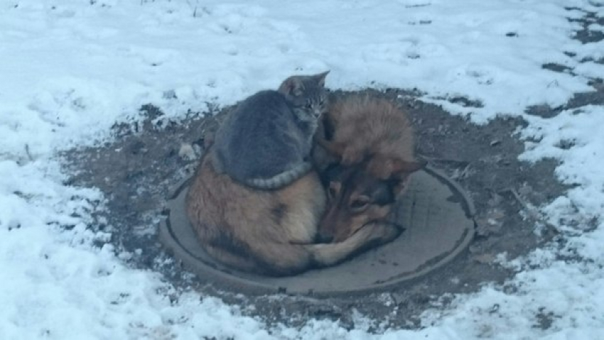 Дружба кошки и собаки умилила таганрожцев 