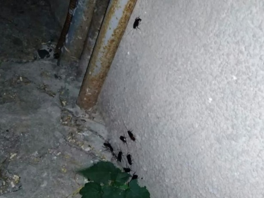 Полчища наглых неубиваемых тараканов заполонили многоэтажки Ростова