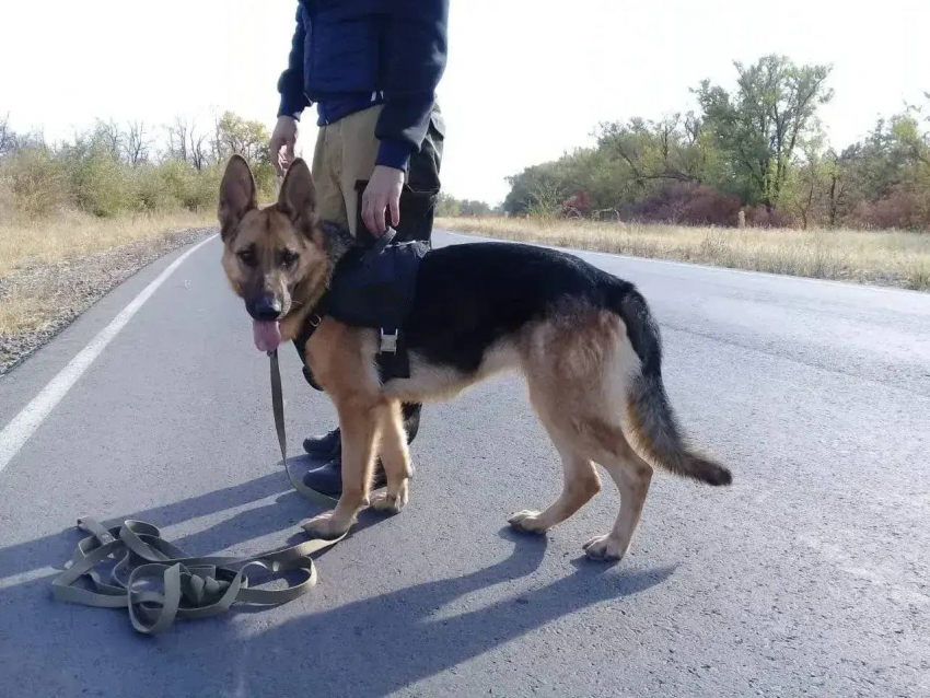 Служебная собака помогла поймать вора - «путешественника» с тачкой наживы в Ростовской области