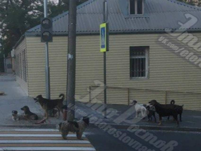 Огромная стая агрессивных бродячих собак терроризирует жителей старого центра Ростова