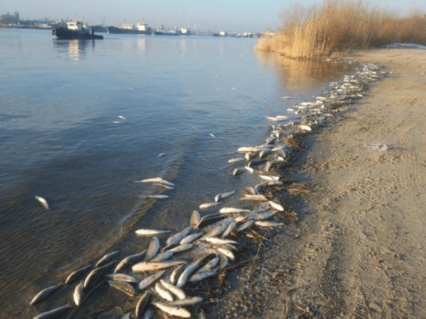 В Ростове зафиксировали массовую гибель рыбы в Дону