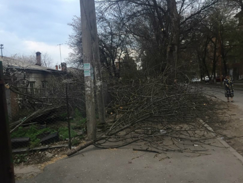 Коммунальщики превратили тротуары Ростова в «непроходимые джунгли"