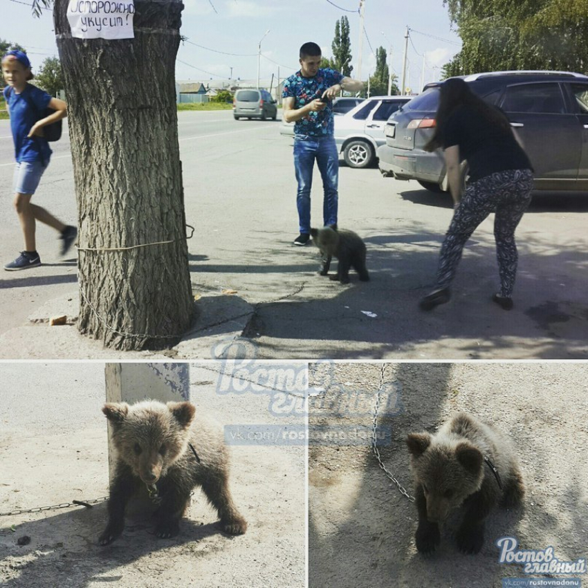 Медвежонка превратили в потеху для посетителей кафе под Азовом