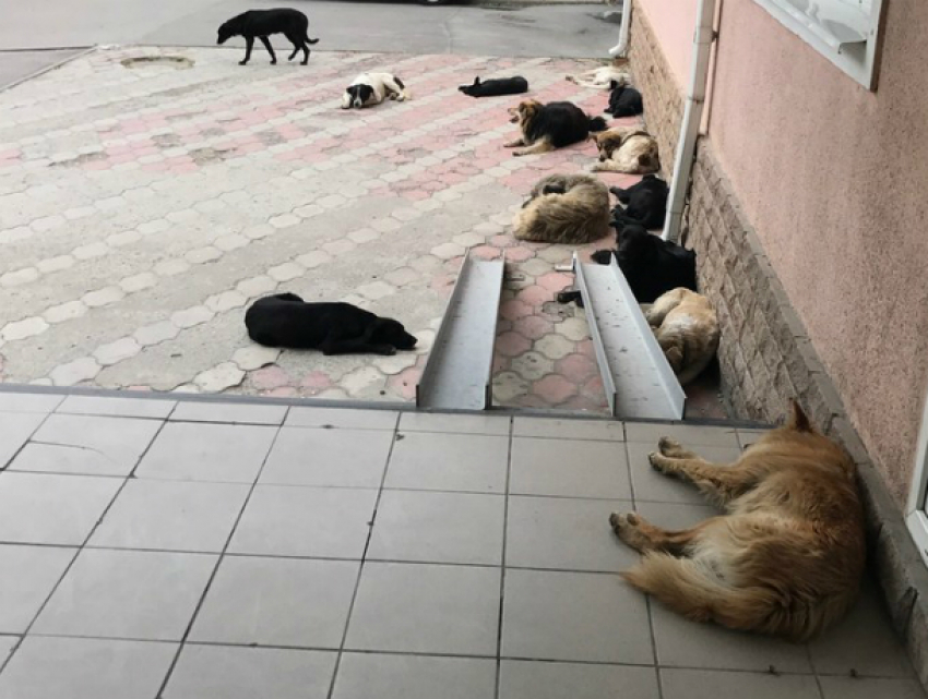 Бездомных собак с улиц Ростова горожанам предложили разобрать по домам