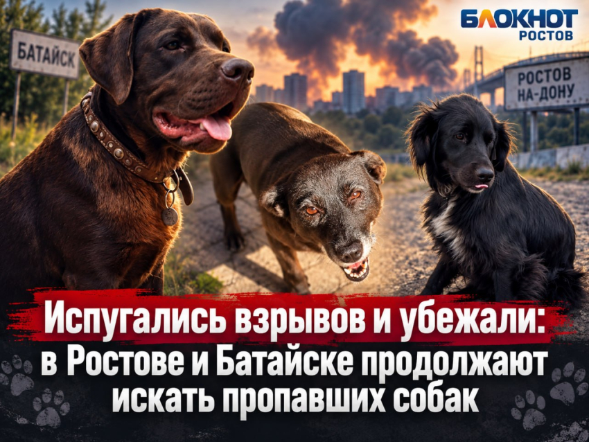 Испугались взрывов и убежали: в Ростове и Батайске продолжают искать пропавших собак