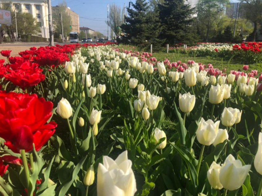 Сквер с пешеходной зоной хотят построить в Ростове на Западном