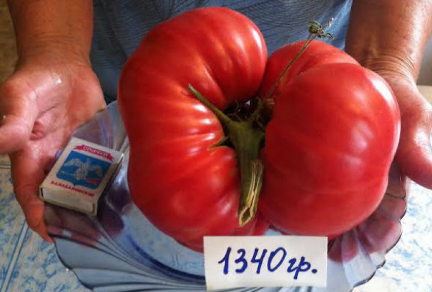 В Ростовской области женщина вырастила помидор размером с дыню