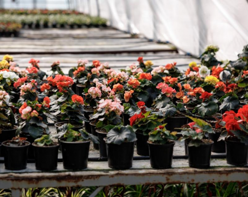 В Ростове потратят более 100 млн рублей на однолетние цветы