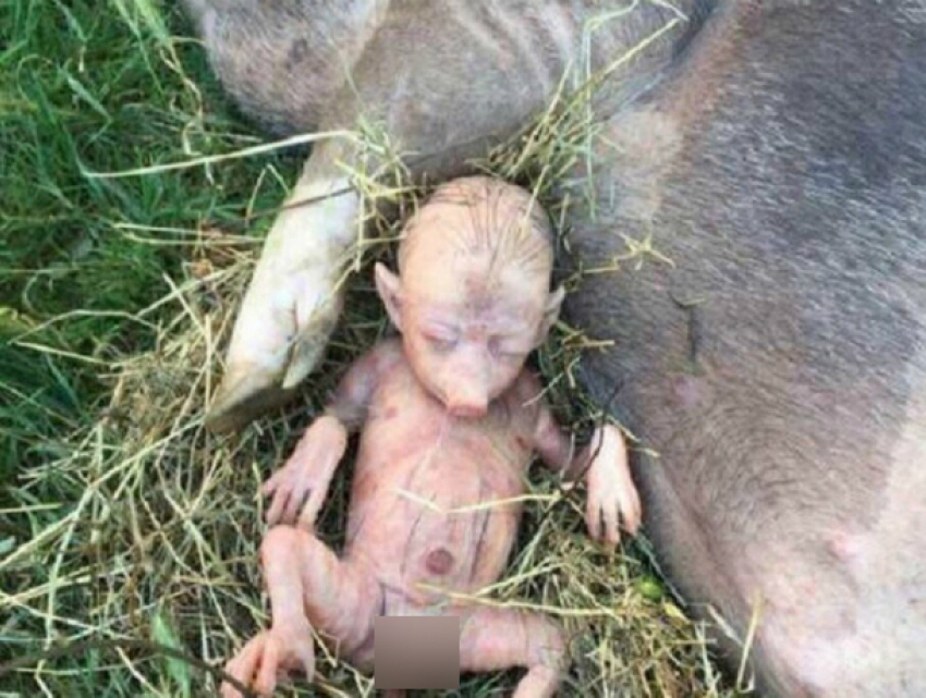 Жуткое чудовище с человеческим тельцем родила обычная свинья в Ростовской области