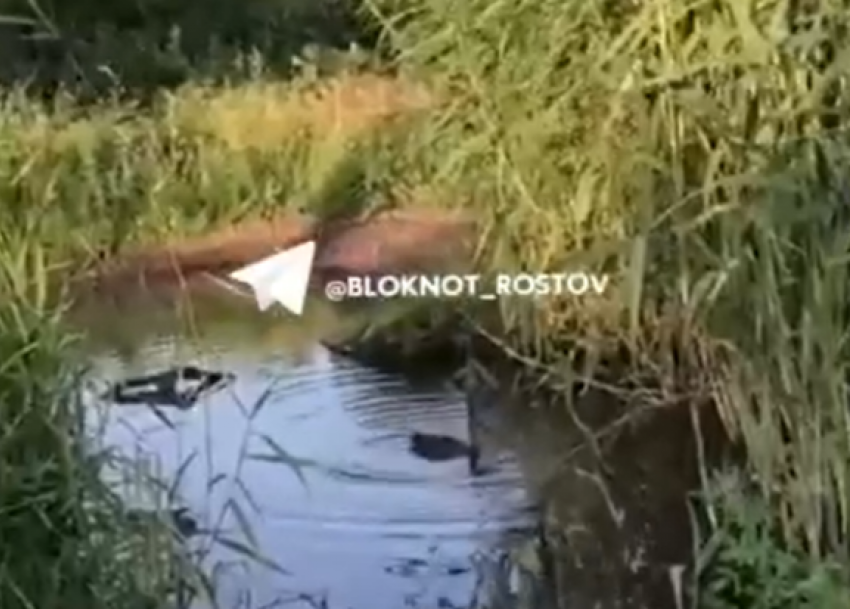 В Новошахтинске в луже из-за порыва водопровода поселились дикие утки