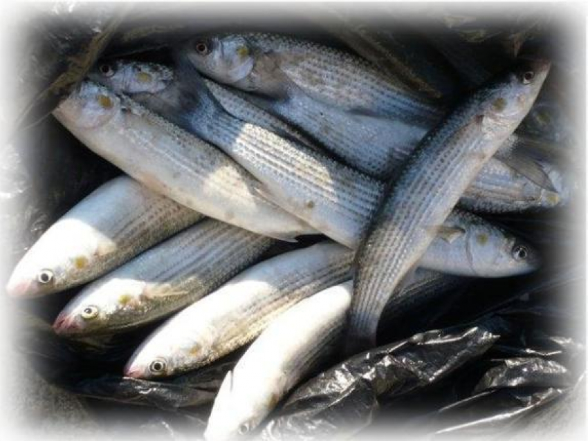 Под Таганрогом задержаны 640 килограмм кефали