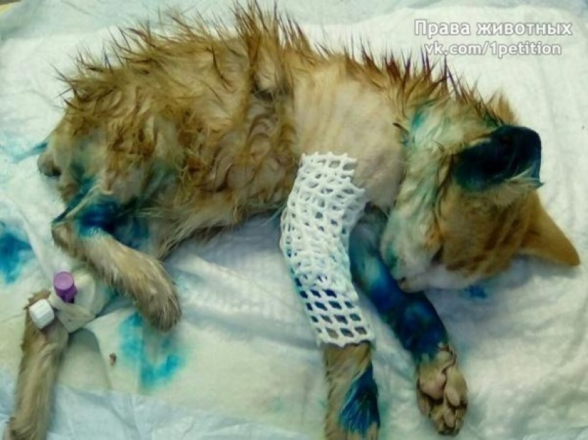 Садисты в Ростове содрали шкурку с живого котенка и сломали ему лапку