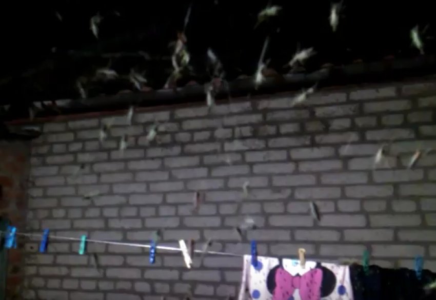 Чудовищные кровососы-мутанты атаковали жительницу Ростовской области на видео 
