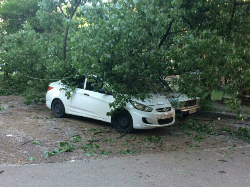 Пустили дымок расстроенные владельцы безжалостно накрытых деревом машин в Ростове