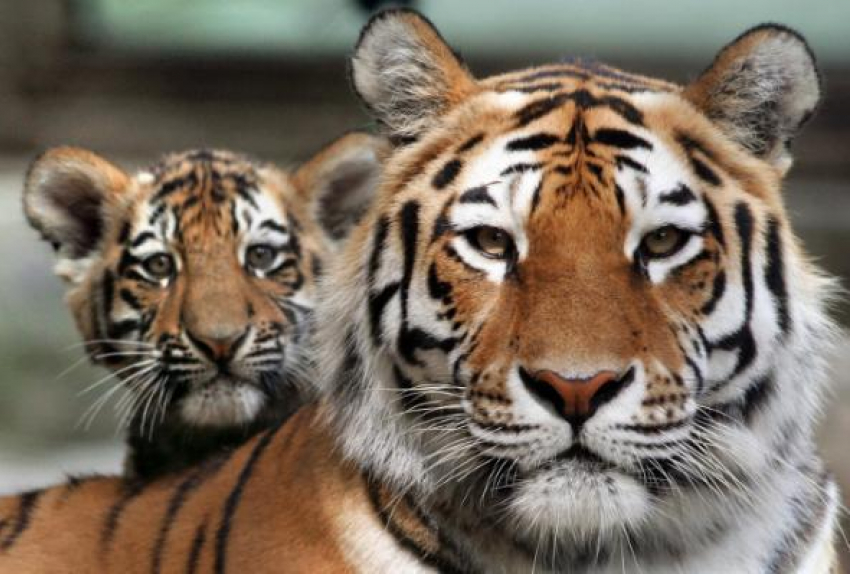Календарь:29 июля - Международный день тигра