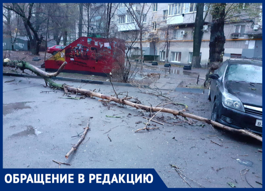 Рухнувшее дерево в Ростове, которое должны были спилить полгода назад, едва не придавило маму с ребенком