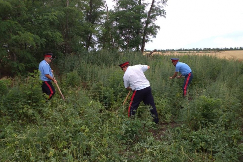 В Ростовской области казаки уничтожили 15,5 тонн конопли
