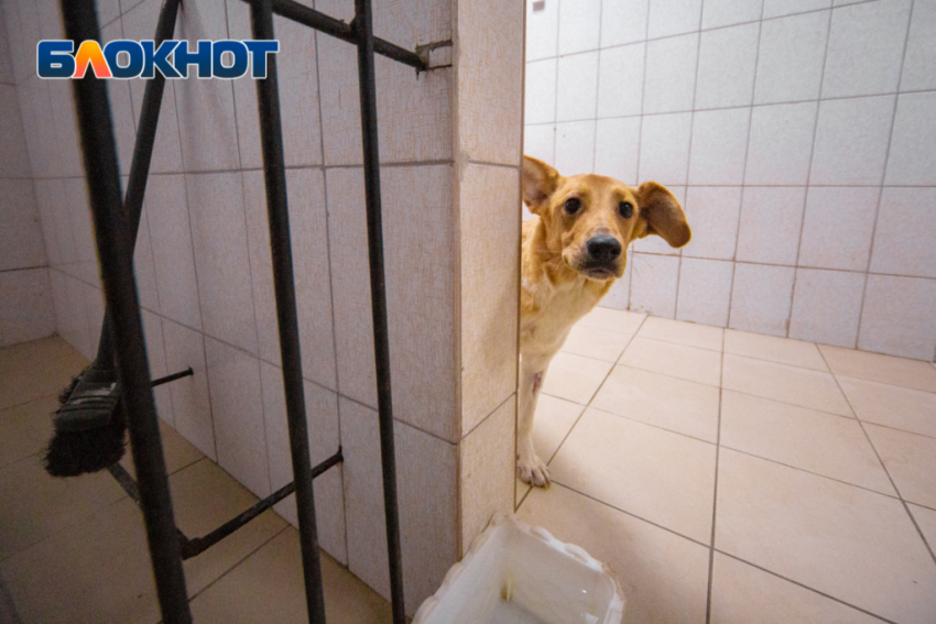 В Ростове на отлов бездомных животных потратят 4,9 млн рублей в 2023 году