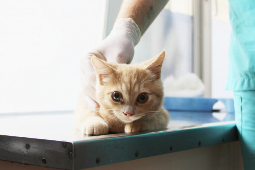 В Ростове проведут льготную стерилизацию и кастрацию животных