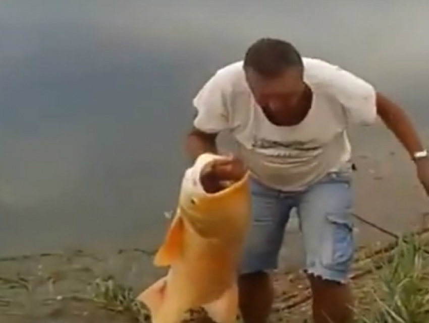Феноменальных размеров золотой толстолобик заставил попотеть рыбаков на Ростовском море на видео