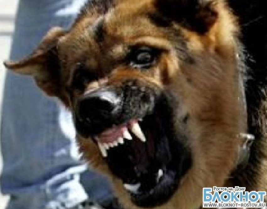 В центре Волгодонска собака откусила мужчине палец