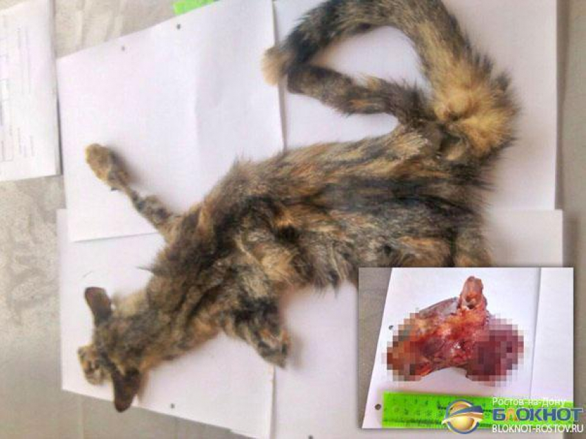 В Ростове-на-Дону осудят живодера, расчленившего кошку