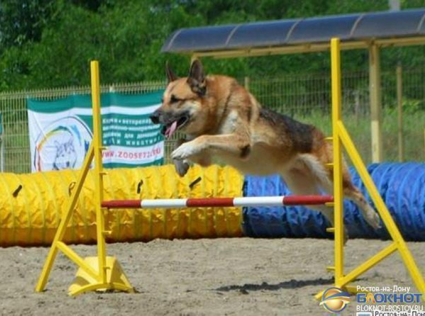 На Гребном канале «Дон» пройдут соревнования по кинологическому спорту на Кубок Ростовской области