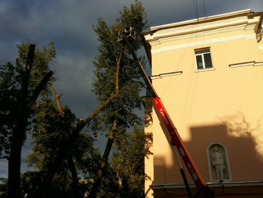 "Облысевшие» ростовские деревья посоветовали воспринимать как вынужденную меру