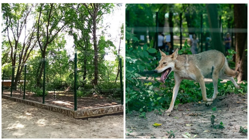 В Ростовском зоопарке для волков построили новый вольер
