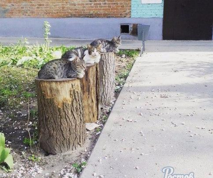Коты заменили ростовских консьержек в подъездах 