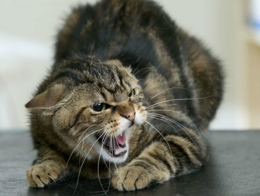 Зараженная бешенством дворовая кошка покусала своего хозяина в Ростовской области