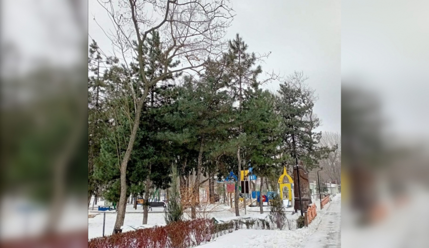 В парке Островского в Ростове вырубят 166 деревьев